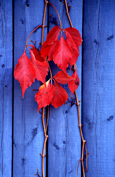 Autumn Vines and Fence